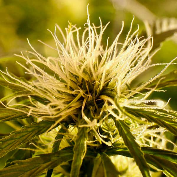 Kalite Tizane Samen > French Touch Seeds | Reguläre Hanfsamen  |  Sativa